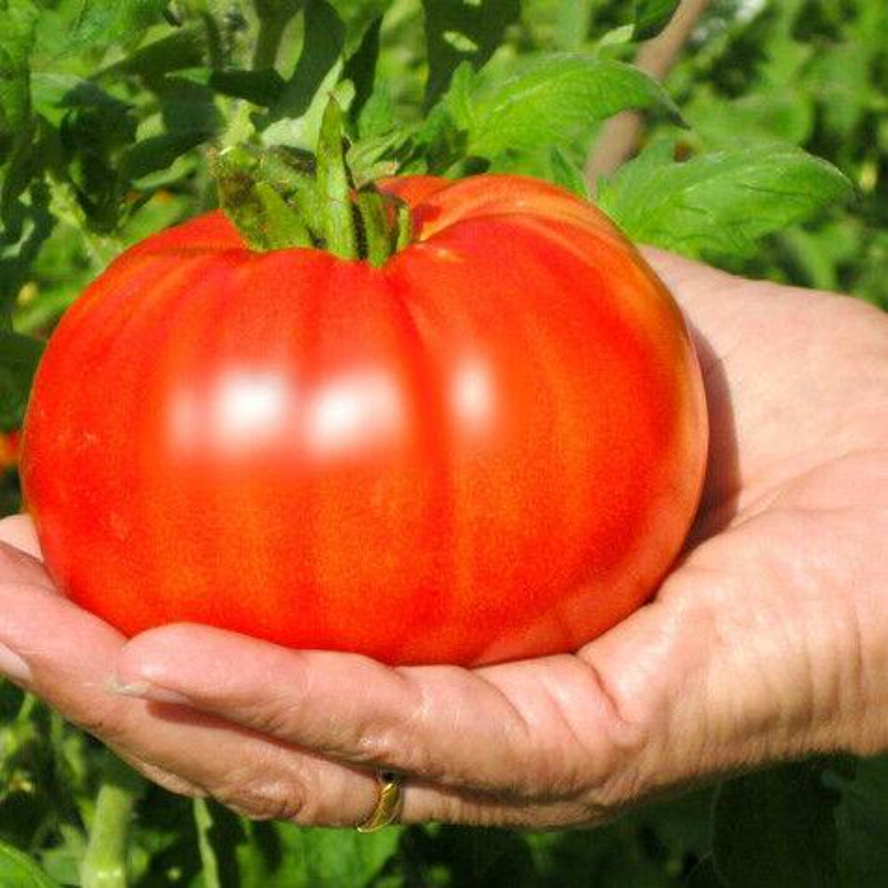 200 Bulk Beefsteak Tomato Vegetable Seeds | www.seedsplantworld.com