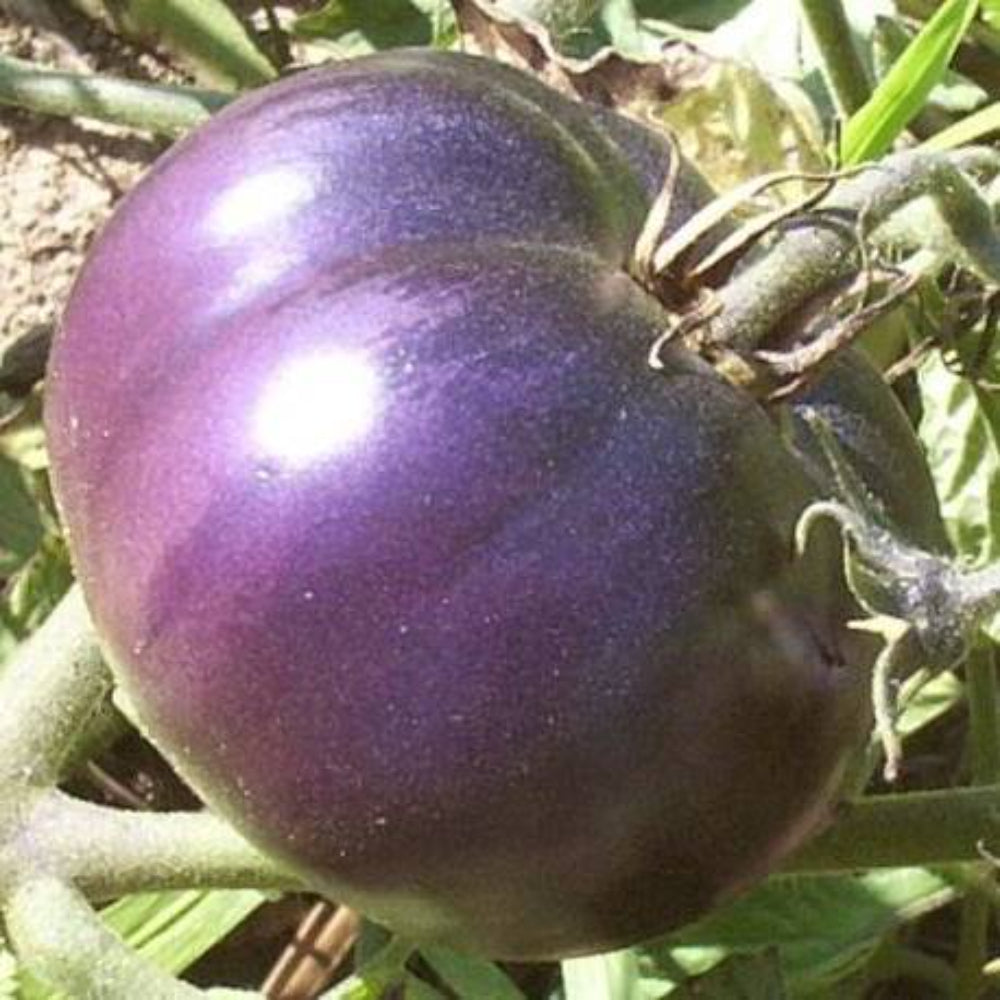 15 Purple Tomato Medicinal Antioxidant Heirloom Healthful Vegetable Seeds | www.seedsplantworld.com