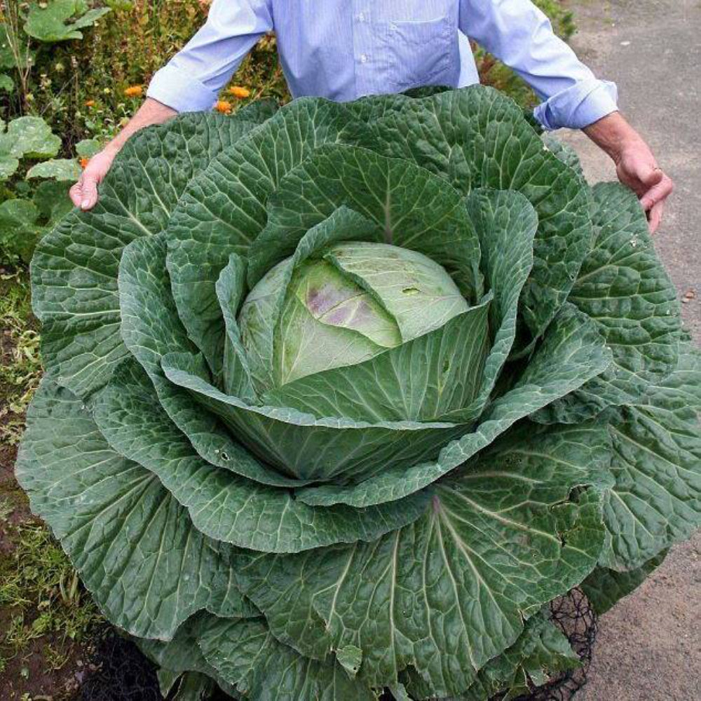 150 Rare Giant Russian Cabbage Medicinal Healing Vegetable Seeds | www.seedsplantworld.com