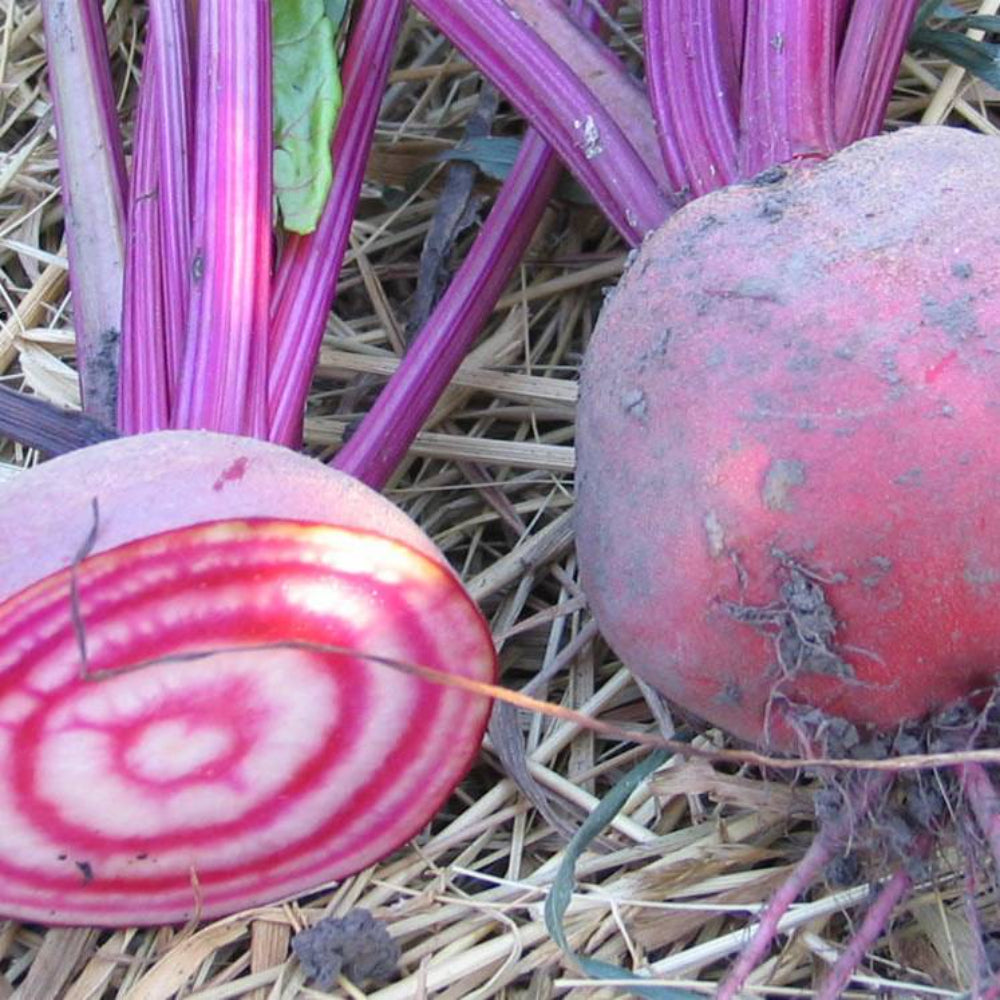 50 Candy Cane Beet Heirloom Sweeter Than Purple Beets Vegetable Seeds | www.seedsplantworld.com