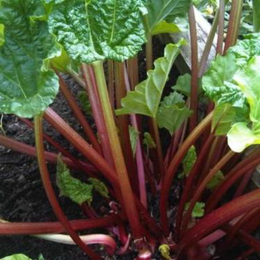 50 Rhubarb Crimson Stalks Withstands Hot Temps Vegetable Seeds | www.seedsplantworld.com