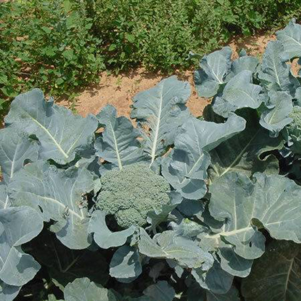 100 Giant Russian Broccoli Huge Yields Vegetable Seeds | www.seedsplantworld.com