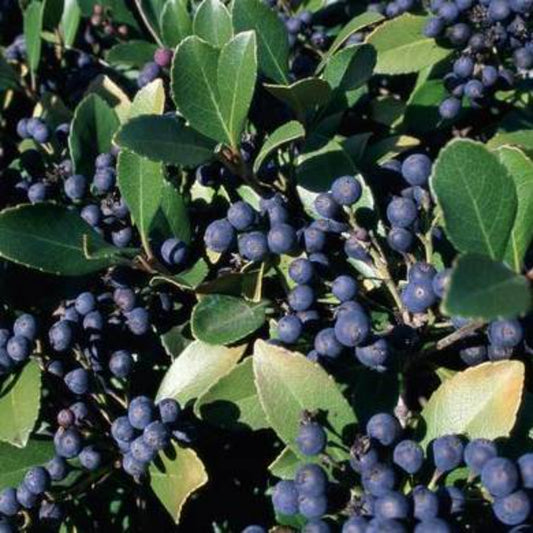 50 Blueberry Fruit Seeds | www.seedsplantworld.com