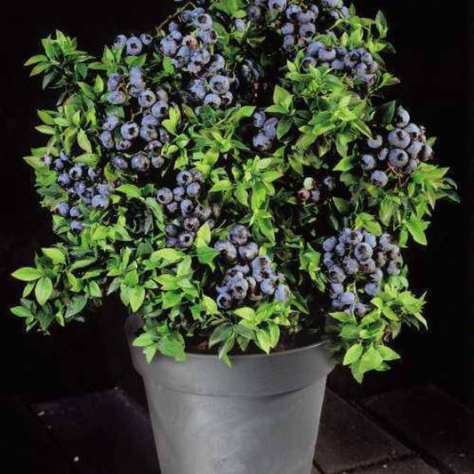 50 Dwarf Top Hat Loads Of Fruit Beautiful In Containers Bonsai Specimen Fruit Seeds | www.seedsplantworld.com