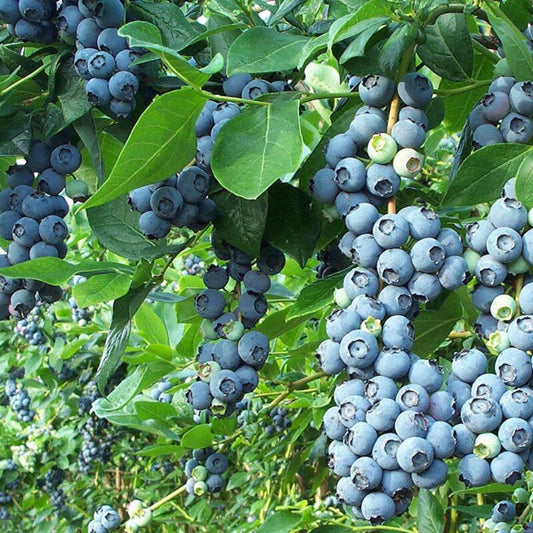 50 Northern Highbush Blueberry Fruit Seeds | www.seedsplantworld.com