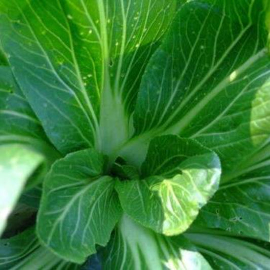 25 Feng Qing Choi Chinese Green Popular Staple Excel Heat Tolerance Vegetable Seeds | www.seedsplantworld.com