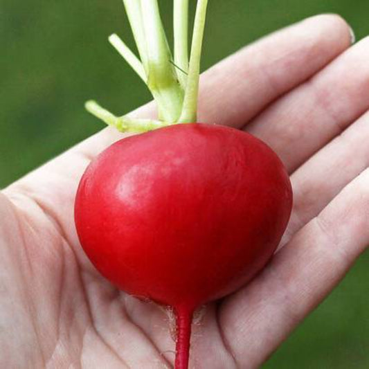 100 German Giant Radish Vegetable Seeds | www.seedsplantworld.com