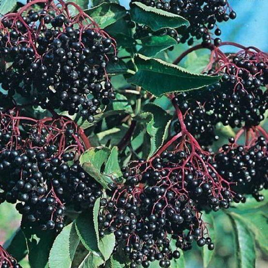 7 Elderberry Tree Seeds | www.seedsplantworld.com