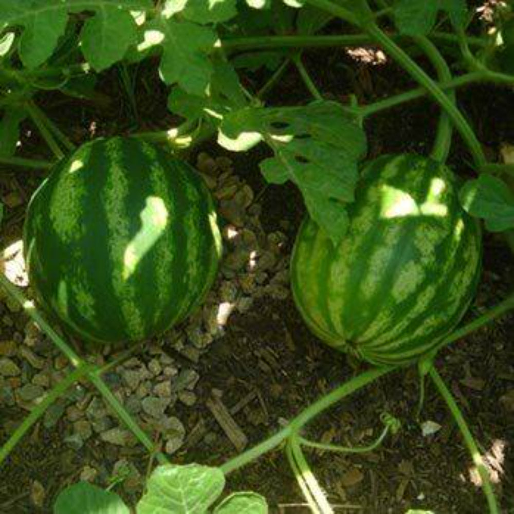 5 Watermelon Fruit Seeds | www.seedsplantworld.com