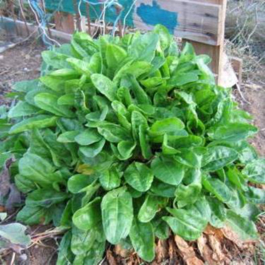 100 Sorrel Vegetable Seeds | www.seedsplantworld.com