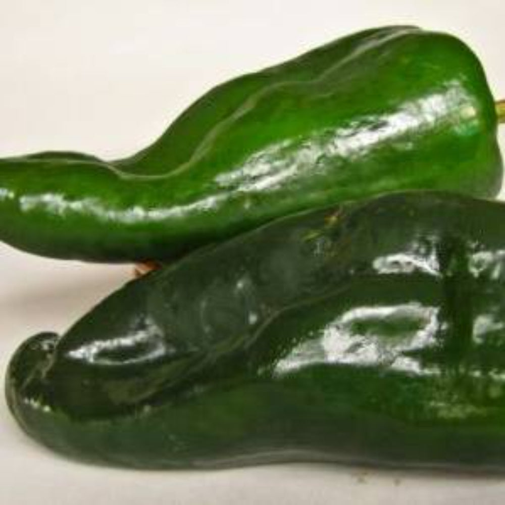 12 Poblano Chili Pepper Vegetable Seeds | www.seedsplantworld.com