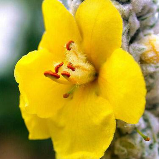 20 Mullein Herb Seeds | www.seedsplantworld.com