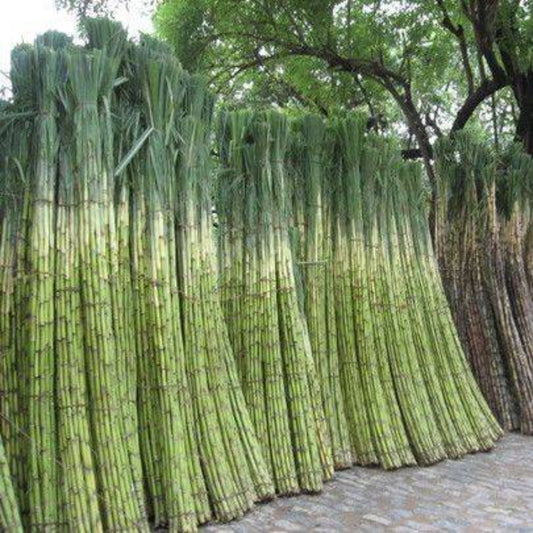 150 Sugar Cane Vegetable Seeds | www.seedsplantworld.com