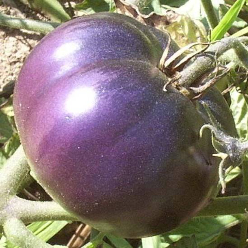 100 Bulk Purple Tomato Vegetable Seeds | www.seedsplantworld.com