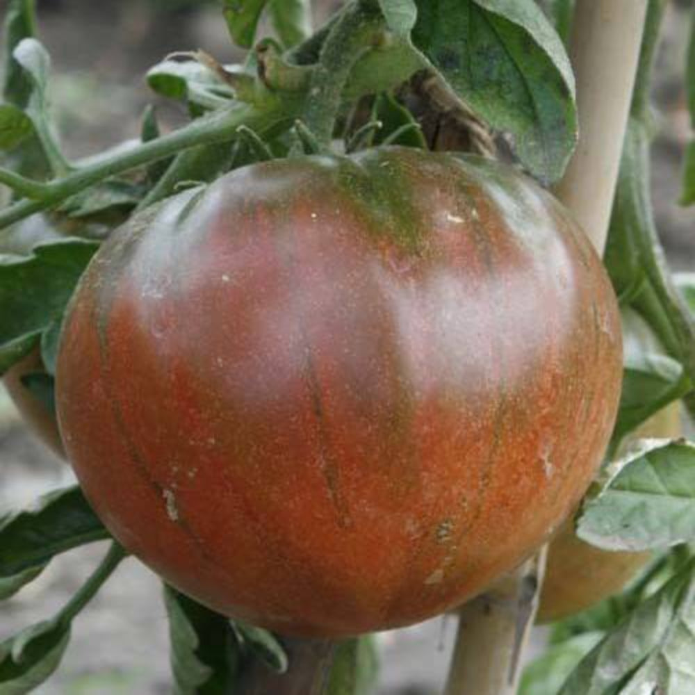 25 Huge Gourmet Black Tomato Vegetable Seeds | www.seedsplantworld.com