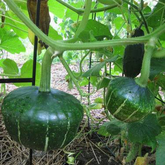 10 Buttercup Squash Vegetable Seeds | www.seedsplantworld.com