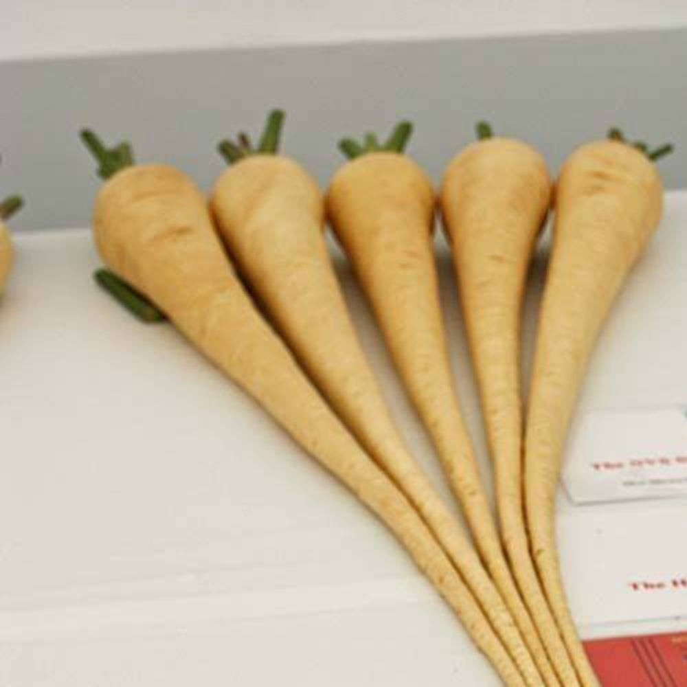 50 Rare Giant Butterscotch Parsnip Medicinal Sweeter Than Carrots Vegetable Seeds | www.seedsplantworld.com