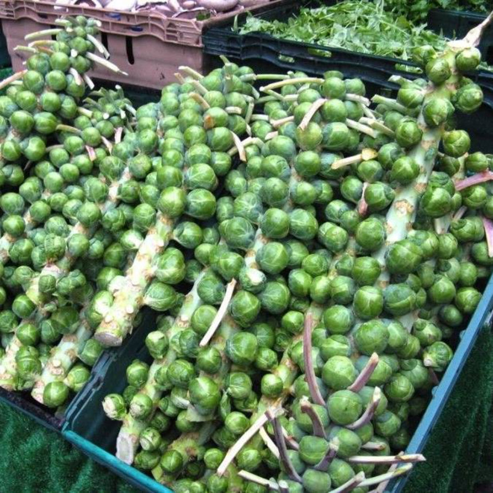 200 Multi - Harvest Brussel Sprout Vegetable Seeds | www.seedsplantworld.com