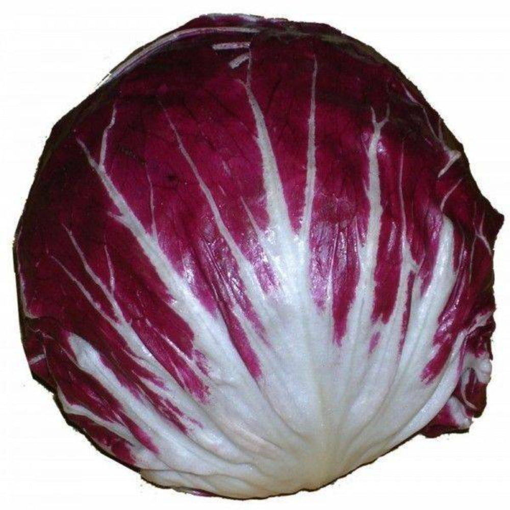 100 Radicchio Seeds Rouge De Verona Vegetable Seeds | www.seedsplantworld.com