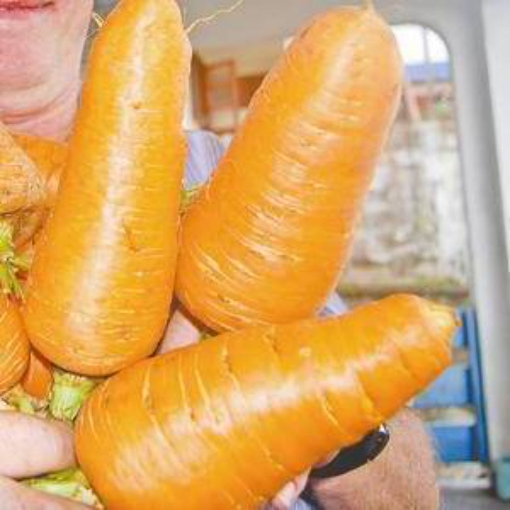 200 Rare Blend Giant Carrot Medicinal Healthful Fibre Vegetable Seeds | www.seedsplantworld.com