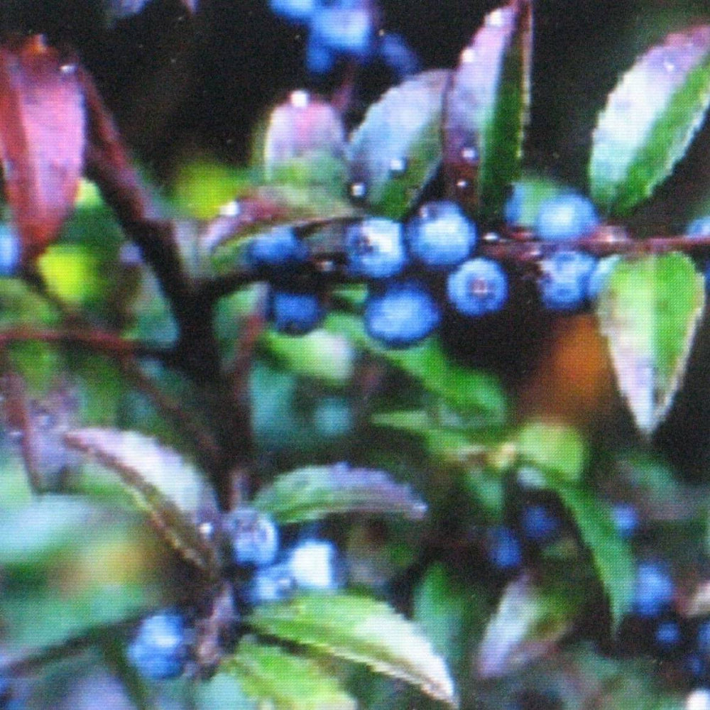 100 Huckleberry Fruit Seeds | www.seedsplantworld.com