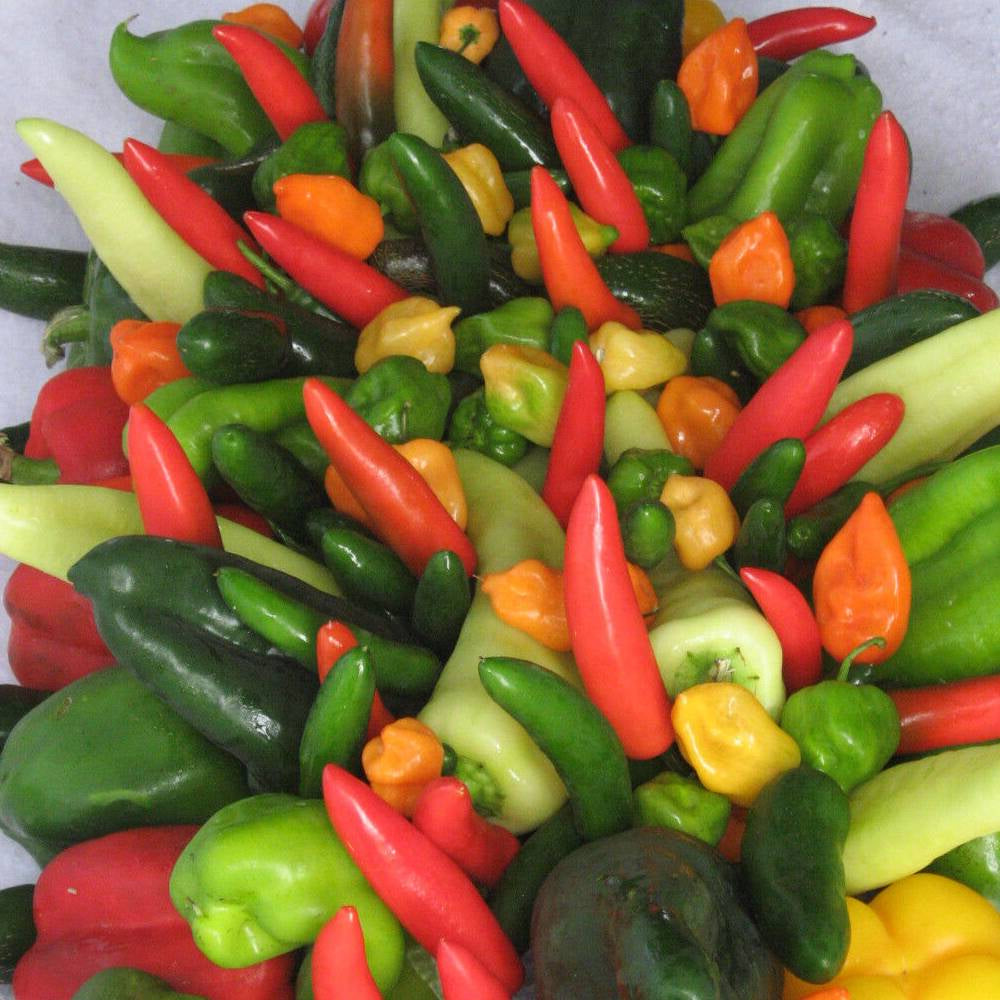 60 Holy Moley Pepper Mix Vegetable Seeds | www.seedsplantworld.com