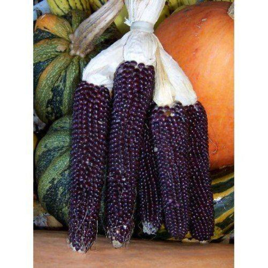 50 Popcorn Blue Kernel Vegetable Seeds | www.seedsplantworld.com