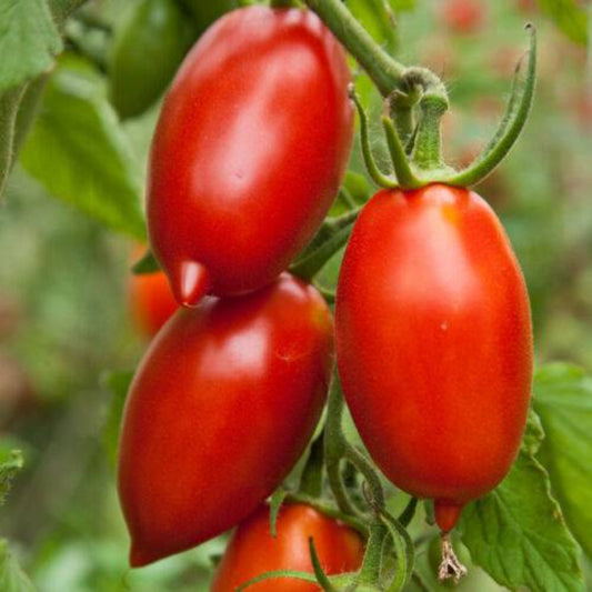 15 Amish Paste Tomato Vegetable Seeds | www.seedsplantworld.com