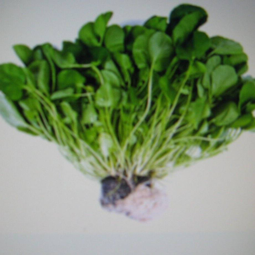 100 Cress Watercress Vegetable Seeds | www.seedsplantworld.com