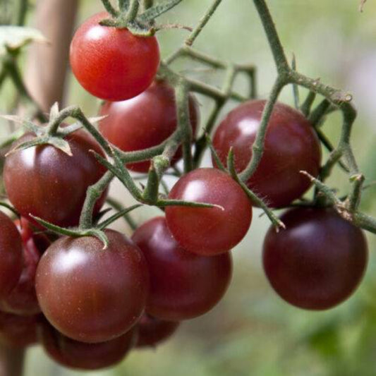 7 Chocolate Cherry Tomato Vegetable Seeds | www.seedsplantworld.com