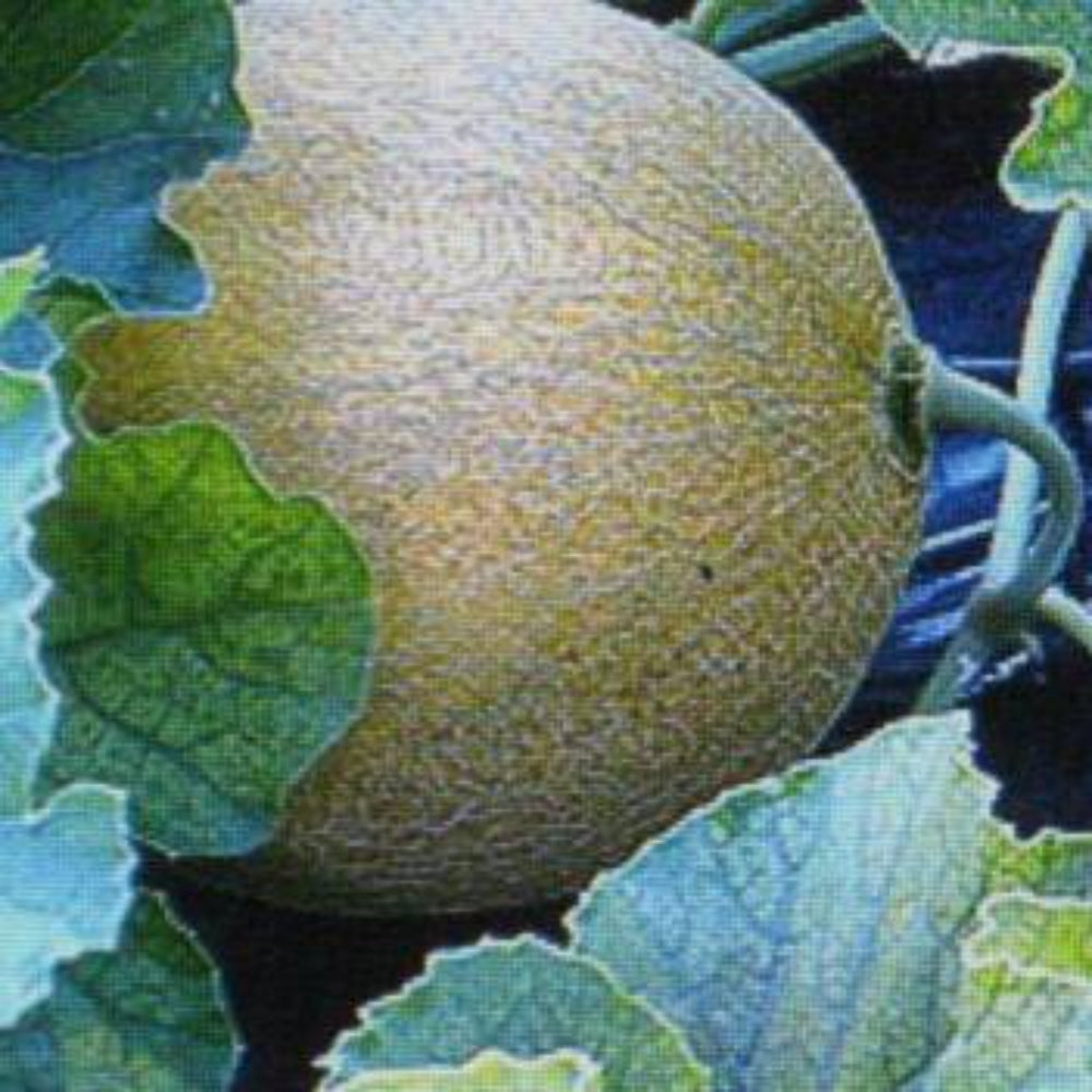 7 Jumbo Cantaloupe Vegetable Seeds | www.seedsplantworld.com