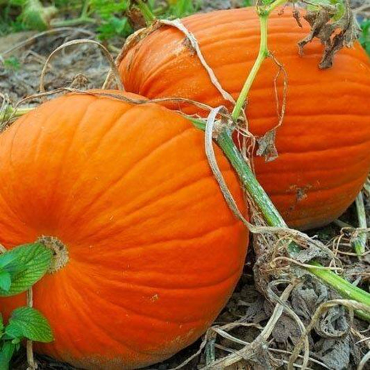 7 Pumpkin Large Heirloom Carving Flat Bottoms & Thick Flesh Vegetable Seeds | www.seedsplantworld.com