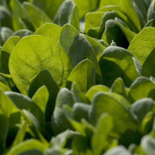 50 Spinach Vegetable Seeds | www.seedsplantworld.com