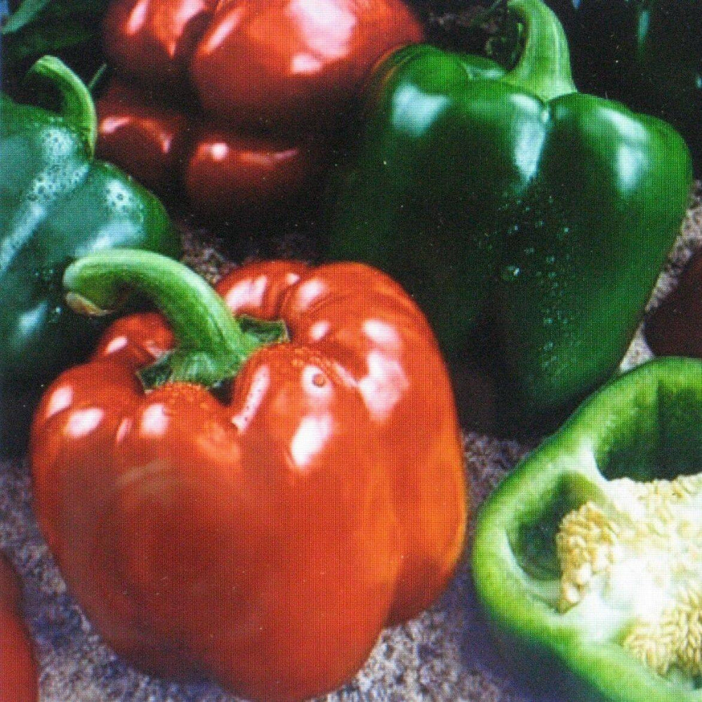 25 Sweet Giant Pepper Keystone Vegetable Seeds | www.seedsplantworld.com