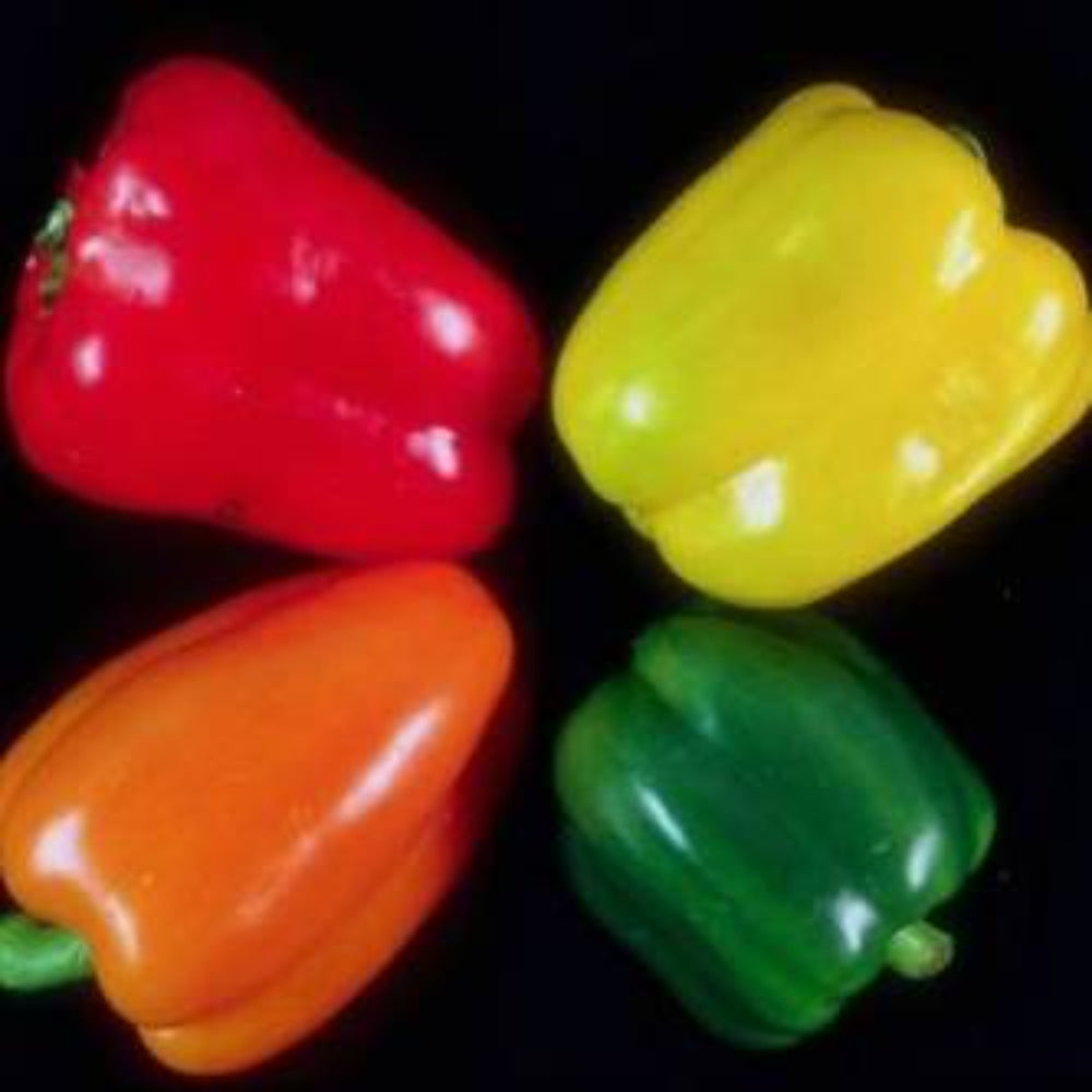 300 Bulk Sweetest Red, Yellow, Green, Orange Bell Pepper Vegetable Seeds | www.seedsplantworld.com