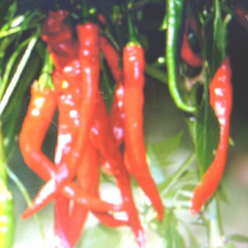 15 Cayenne Long Slim Pepper Vegetable Seeds | www.seedsplantworld.com