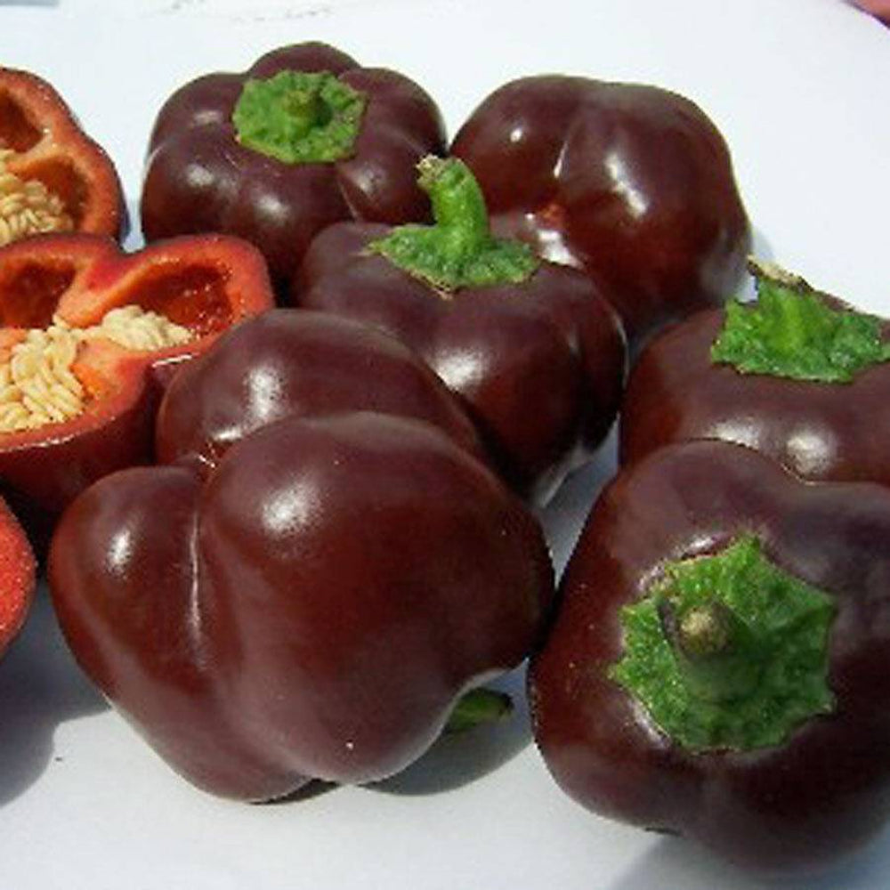 20 Chocolate Beauty Sweet Pepper Vegetable Seeds | www.seedsplantworld.com