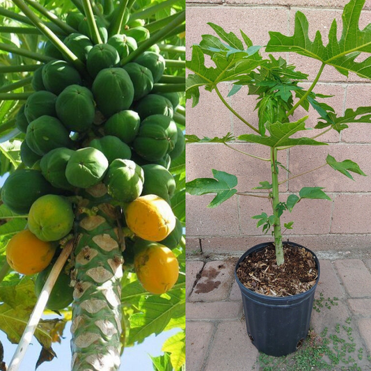 Papaya Solo Hawaiian Tropical Fruit Tree (25~30 Inch Height) | www.seedsplantworld.com