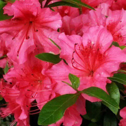 Red Bird (Red) Azalea Flower Live Plant | www.seedsplantworld.com