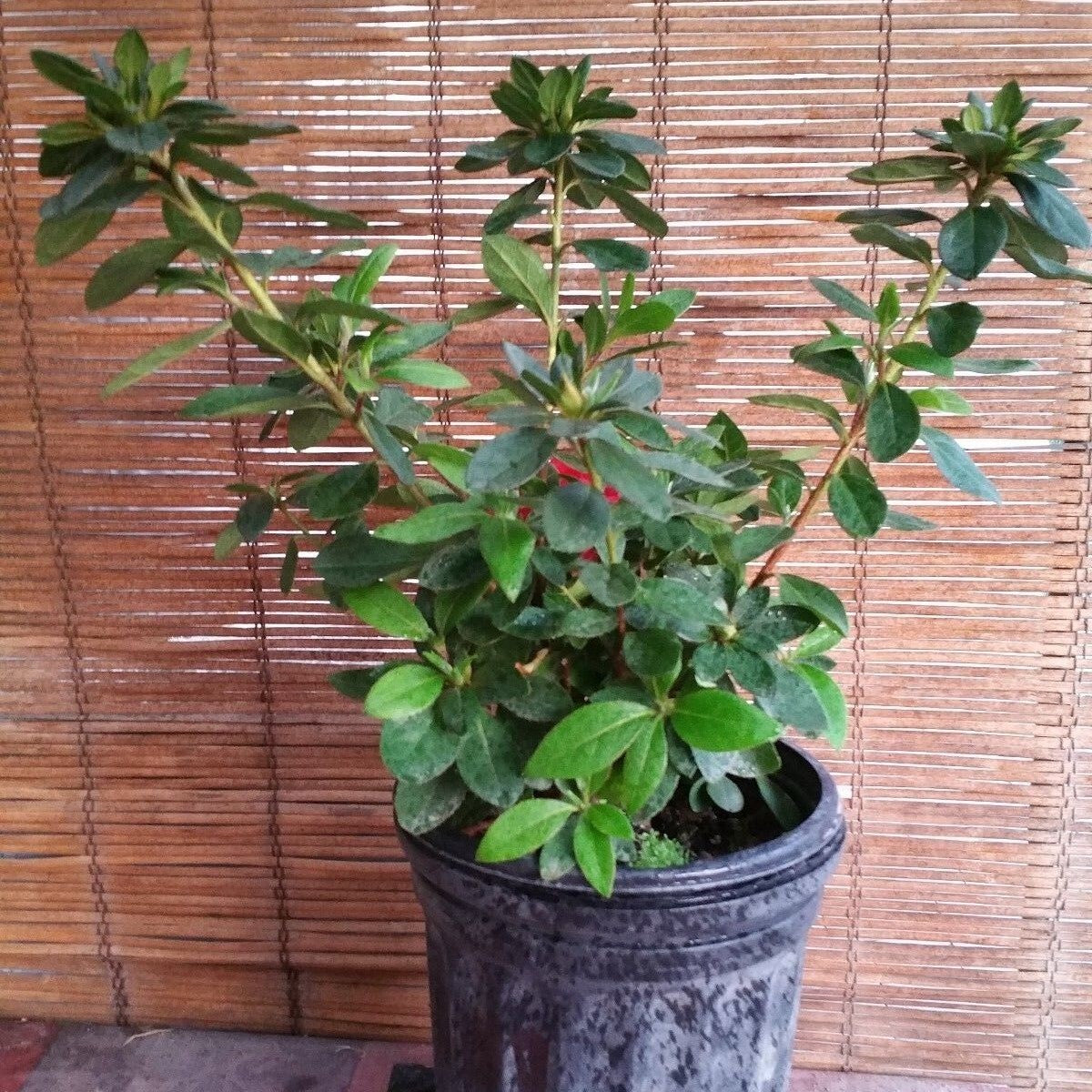 Red Bird (Red) Azalea Flower Live Plant