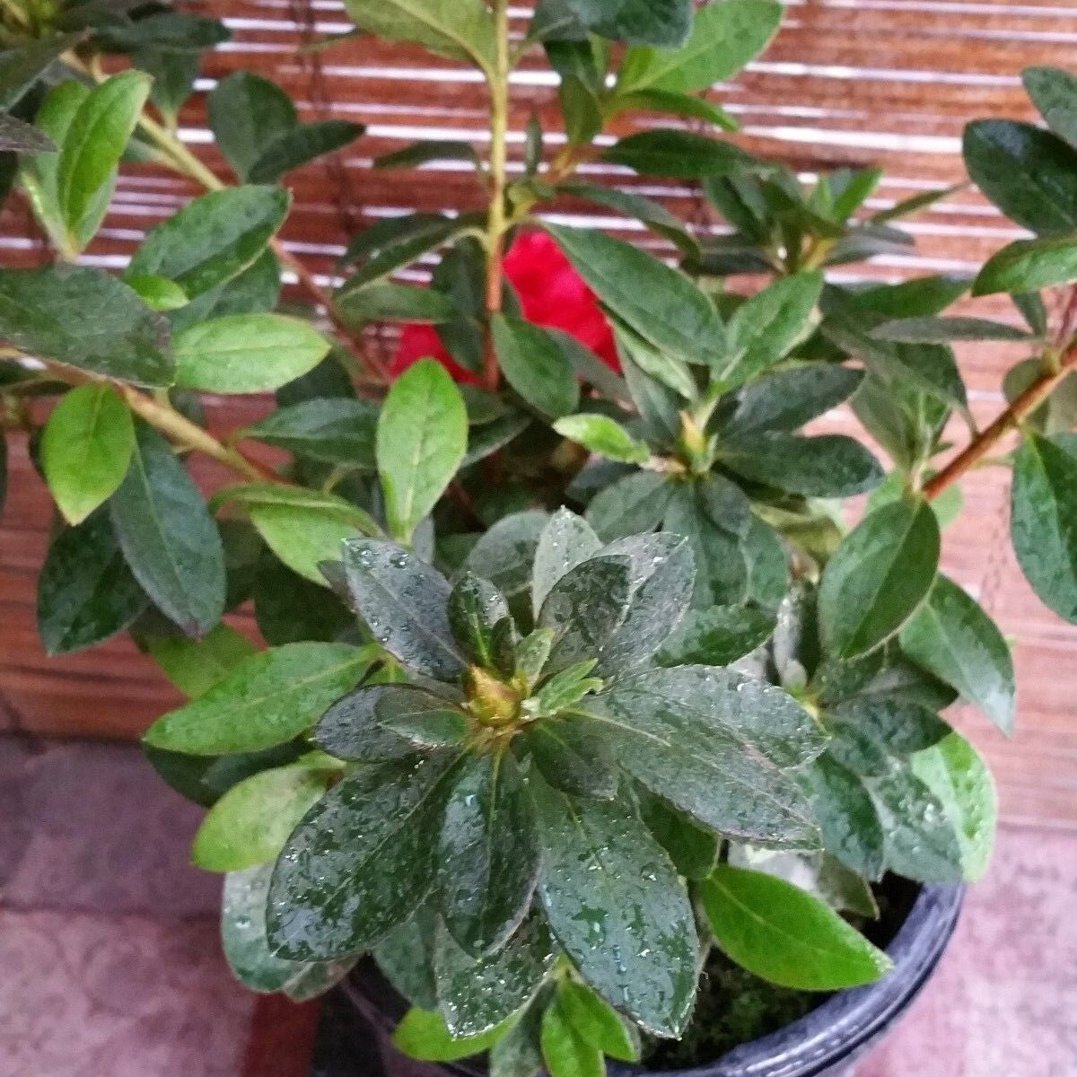 Red Bird (Red) Azalea Flower Live Plant