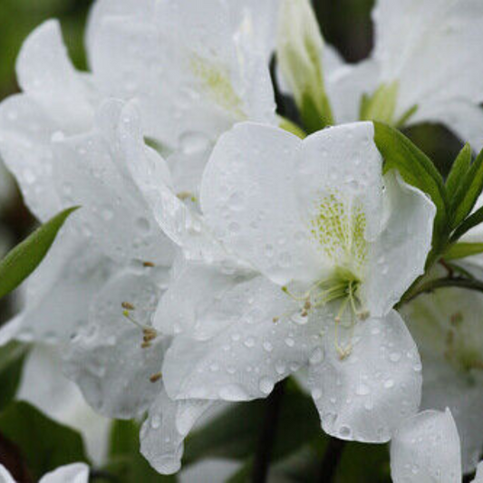 Indica Alaska (White) Azalea Flower Live Plant | www.seedsplantworld.com