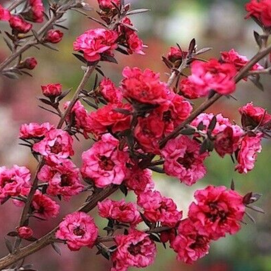 Ruby Glow Red Tea Tree (Red/Pink) Flower Live Plant | www.seedsplantworld.com