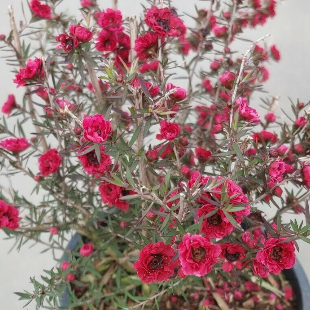 Ruby Glow Red Tea Tree (Red/Pink) Flower Live Plant