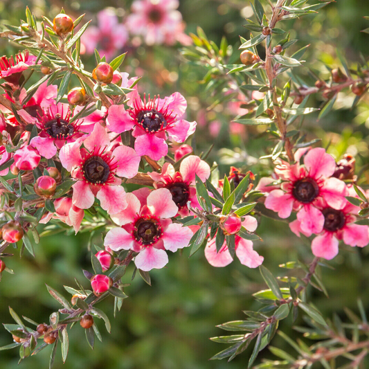 Helene Strybing Pink Tea Tree (Red/Pink) Flower Live Plant | www.seedsplantworld.com