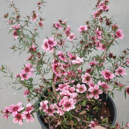 Helene Strybing Pink Tea Tree (Red/Pink) Flower Live Plant