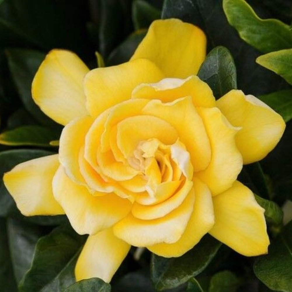 Gardenia Jasminoides (Golden Magic) Flower Live Plant | www.seedsplantworld.com