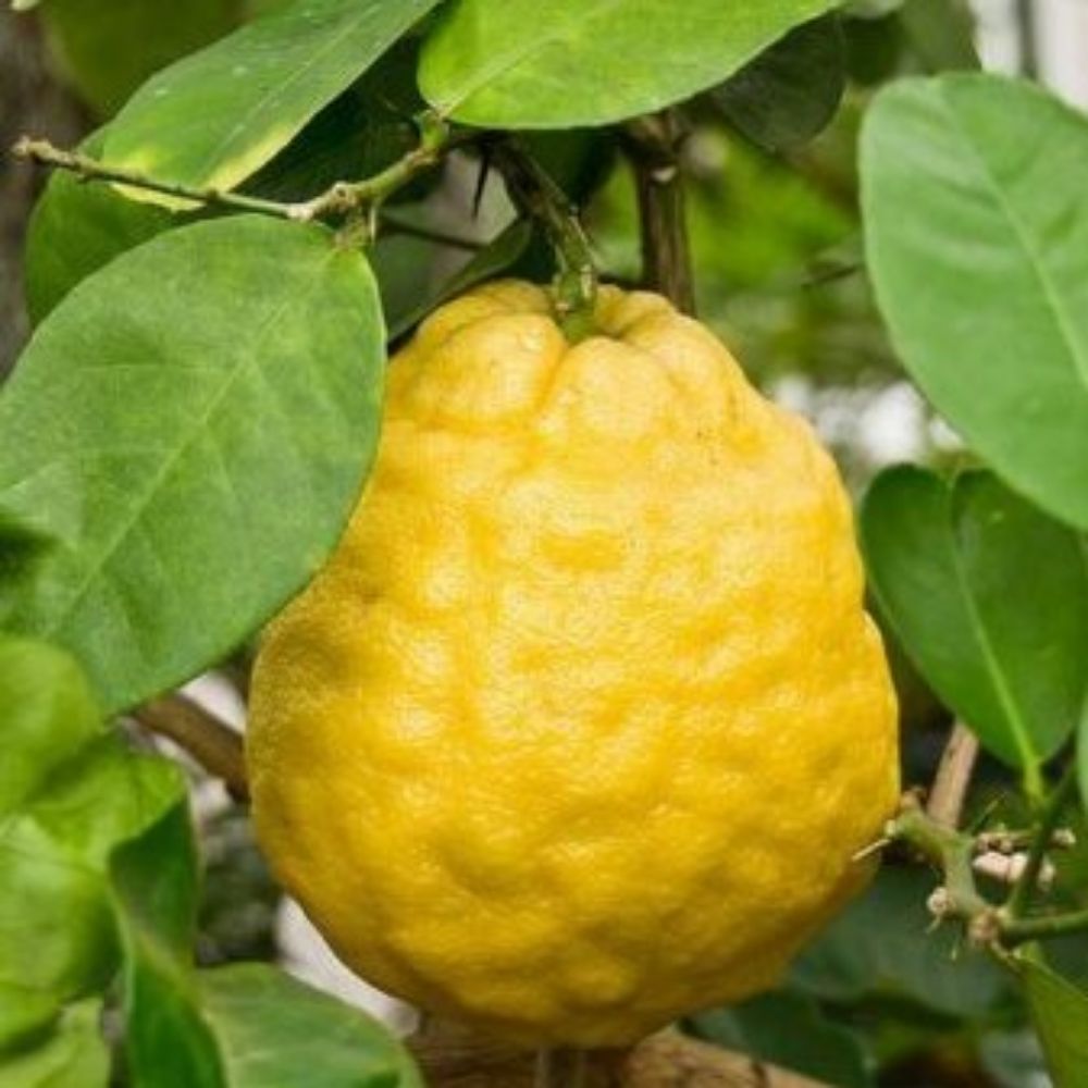 5 Citrus Limon Ponderosa Lemon Tree Seeds For Planting | www.seedsplantworld.com