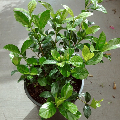 Gardenia Jasminoides (Golden Magic) Flower Live Plant