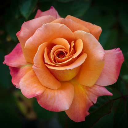 Orange-Pink Arizona Rose Flower Live Plant | www.seedsplantworld.com